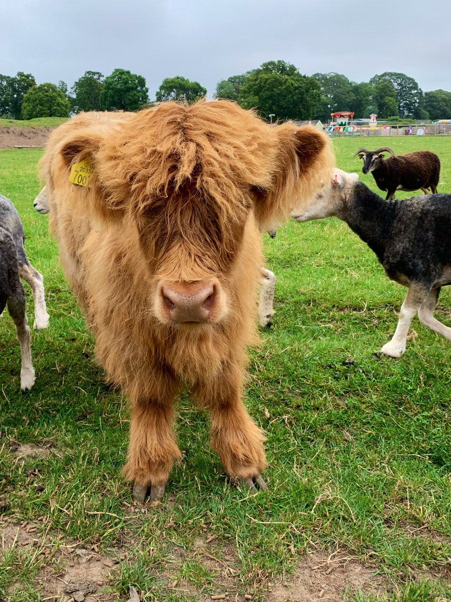 Alice in Hattonland (@alicehattonland) on Twitter photo Our beautiful Highland Calf is getting bigger and bigger <a href="/HattonWorld/">Hatton Country World</a> #dayoutwarwickshire Our beautiful Highland Calf is getting bigger and bigger <a href="/HattonWorld/">Hatton Country World</a> #dayoutwarwickshire