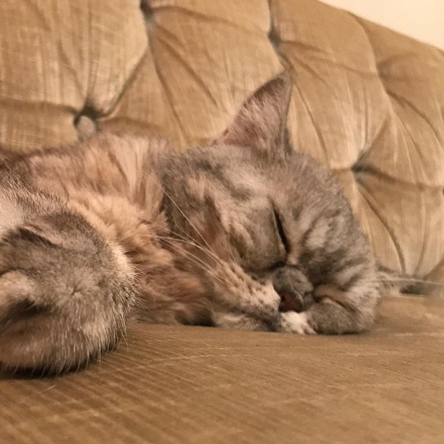 reallythecat's tweet photo. Me on Friday: I’m going to accomplish so much this weekend!
Me on Sunday: . . . . . . . . . . . . . . . . #weekend #lazy #sleep #yes #catsofig #cute #happy #cat #catsofinstagram #instacats #instagood #adoptdontshop #cutepetposts #catoftheday #petsofinst… https://t.co/LD7vKC9YOl https://t.co/mpe0yqlQCg