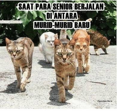 meme