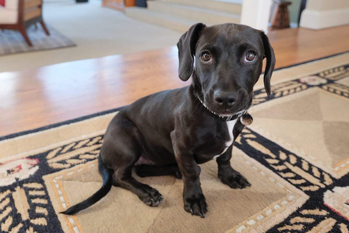 dog half pitbull half dachshund