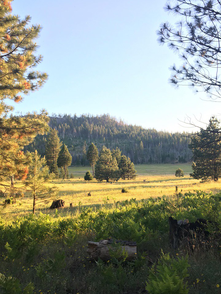 Evergreen Lodge at Yosemite tweet media