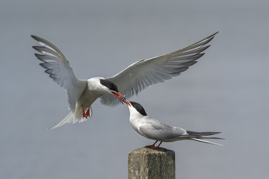 Maandelijks wordt er een natuurkalender geplaatst op de site van de Natuur en Vogelwerkgroep de <a href="/NVWGdeGrutto/">NVWG de Grutto</a> De natuurkalender van de maand juni staat nu op de site. Kijk en geniet van de prachtige opnames en verhalen.
nvwgdegrutto.nl/nk-juni-2019.h…