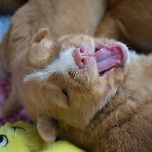 Tollchester's tweet photo. Sometimes I laugh so hard the tears run down my leg 🐾 😆 ⠀⠀⠀⠀⠀⠀⠀⠀⠀
⠀⠀⠀⠀⠀⠀⠀⠀⠀
#teehee #laughitoff #laughoutloud #lol #ithinkipeedalittle #tollersmile #puppysmile #tollchester #toller #puppy https://t.co/N0Tj7u9isn https://t.co/117Rolpw9F