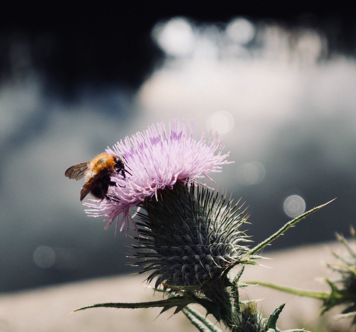 Bee on thistle in evening sunshine
#Ouseburn #NewcasteUponTyne