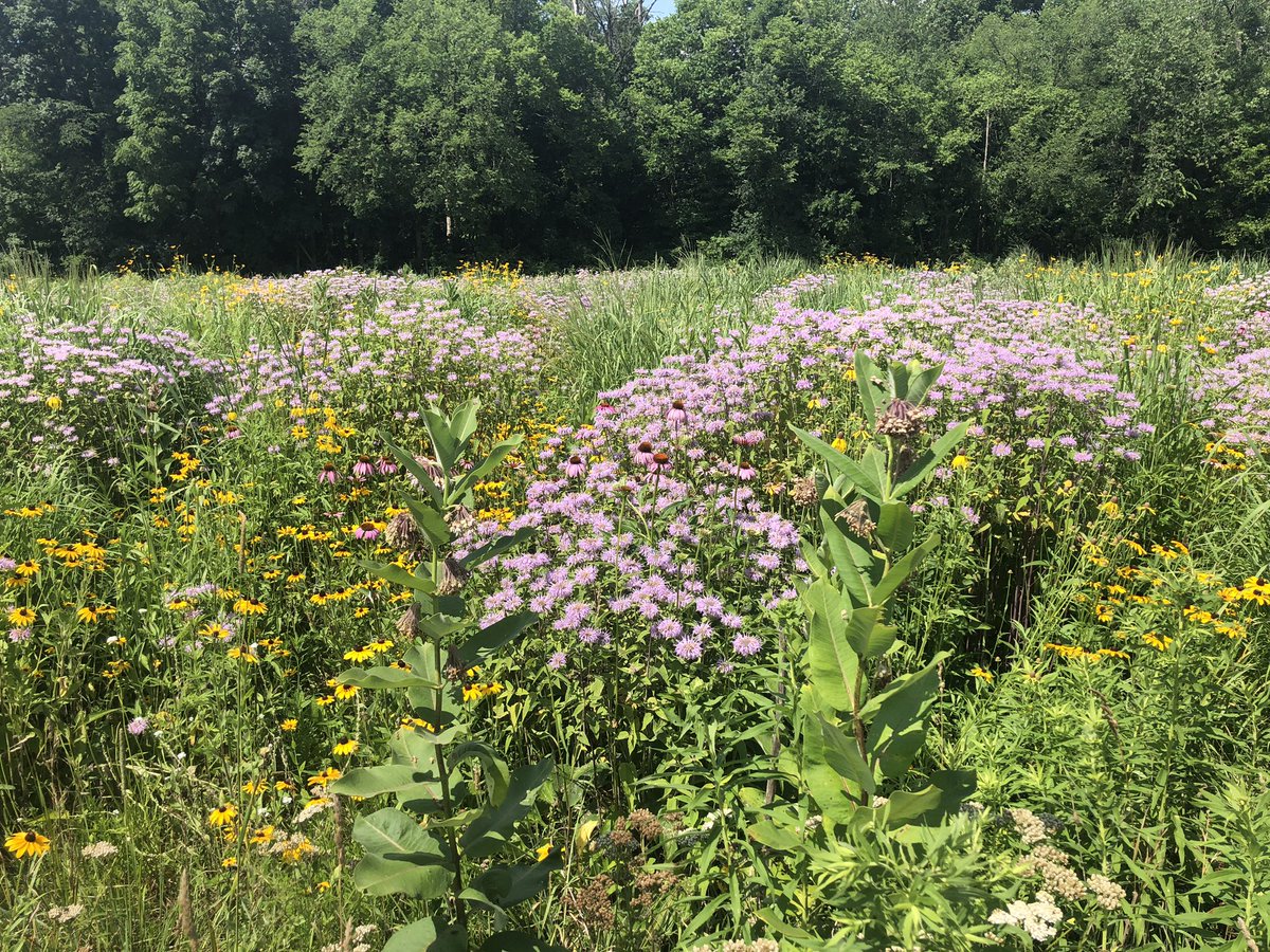 CulverSus's tweet photo. Culver’s 4 acre pollinator prairie is particularly “showy” today!  #pollinators #biodiversity https://t.co/kiuCs9dRyW