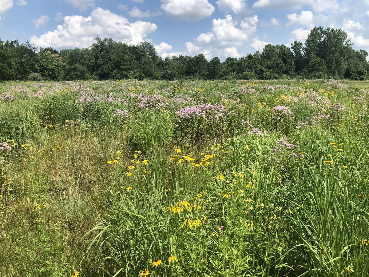 CulverSus's tweet photo. Culver’s 4 acre pollinator prairie is particularly “showy” today!  #pollinators #biodiversity https://t.co/kiuCs9dRyW