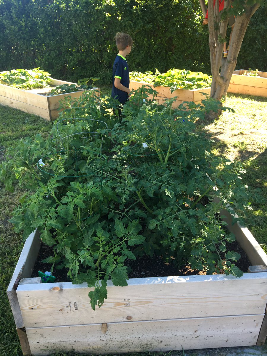 MSS garden is growing.