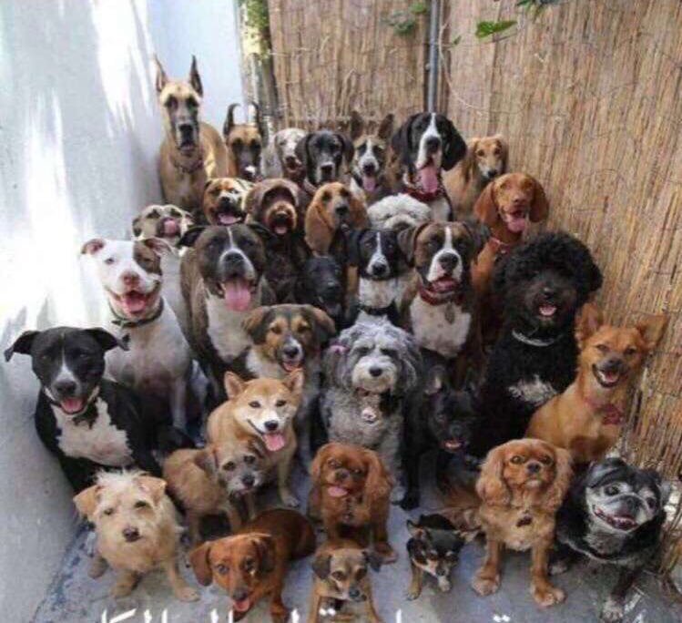 #ساره_ضرنطاوي
#ساره_دندراوي_تمثلني

سارة لم تغلط على الشعب الكويتي  ... لكنها رمت قطعه من العظم فتجمعت عليها كلاب قطر الموجوده بالكويت 😂😂