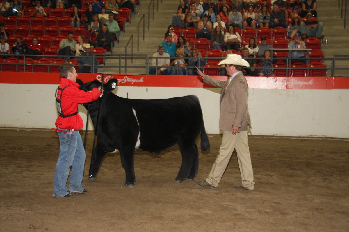 Calgary Stampede reserve champion steer went to Toby Noble of Lloydminster, Sask. who is congratulated by Kansas judge Brigham Stewart. Toby received a cheque for $11,000 split between cash and scholarship funds. Five of the top 6 steers were from Saskatchewan juniors.