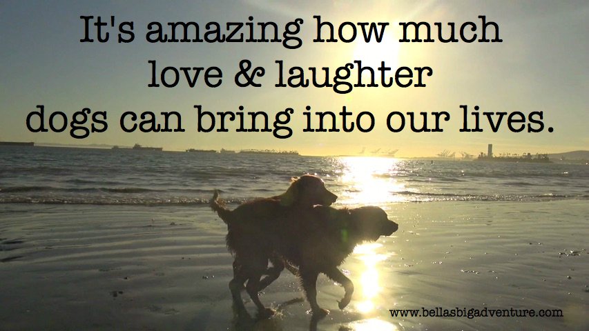 myfriend_bella's tweet photo. Retweet if you have love &amp; laughter in your life

#dogs #dog #love #dogsarefamily #dogsoftwitter #doglovers #laughter https://t.co/inX9phAdxu
