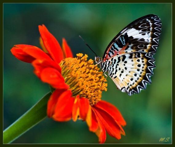 Ferrari Silvia Contraccambio Il Tutto Di Vero