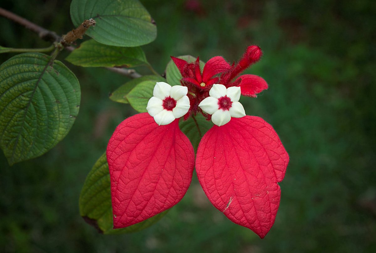 Ferrari Silvia Contraccambio Il Tutto Di Vero