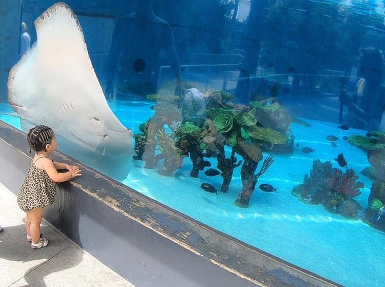 AquariumPacific's tweet photo. Did you know our reticulate whipray is larger than some of the sharks we have here at the Aquarium? At over 300 pounds, she is one of our largest residents. #SharkAndRayAwarenessDay
Photo by @ncaves #AOPrays https://t.co/ZtTYnG4UzG
