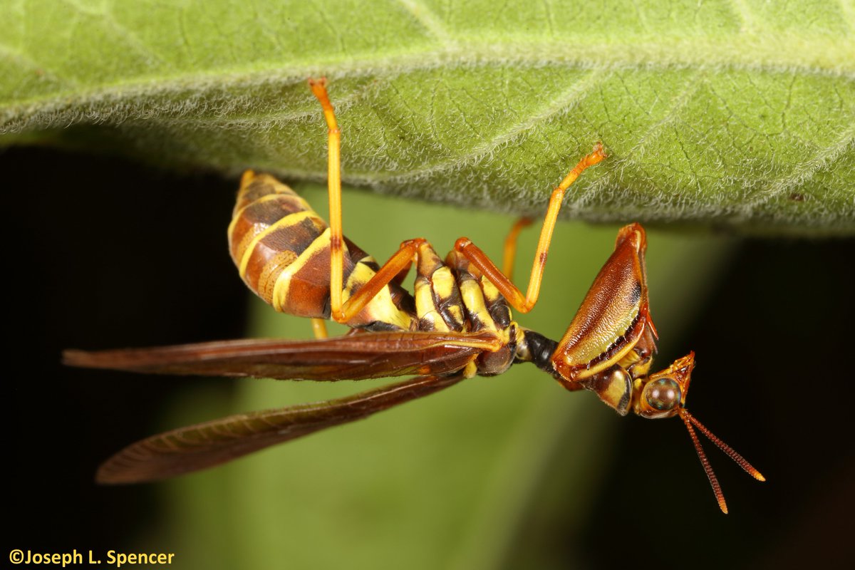 talkingrootworm's tweet image. “A girl with kaleidoscope eyes.” The eyes of the #mantidfly, #Climaciella brunnea, are bulging &amp;amp; highly colored—I’m mesmerized by them. I won’t speculate on their ability to hypnotize prey; however, as I watched, this #spider walked straight into the mantidfly’s clutches!