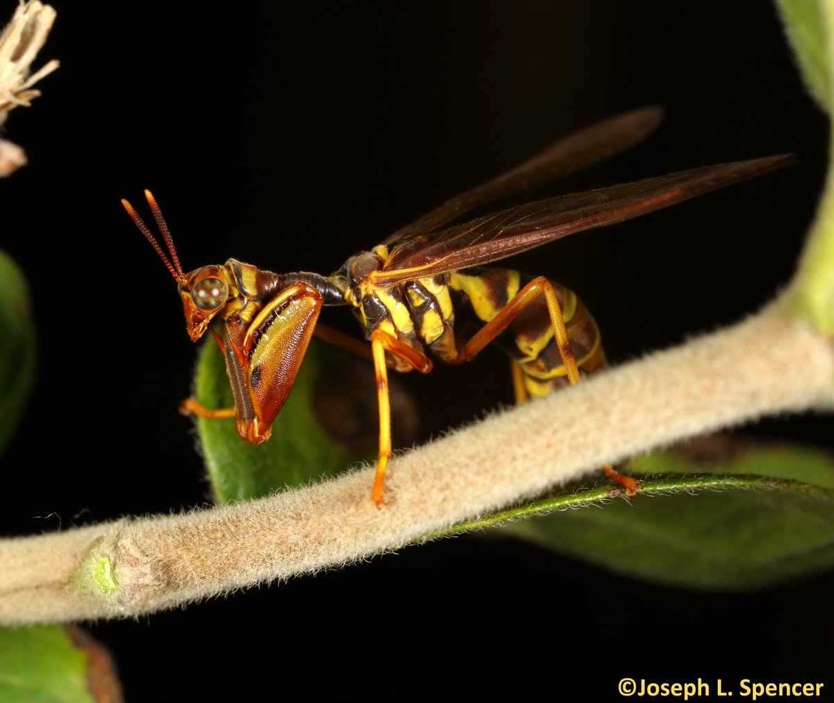 talkingrootworm's tweet image. “A girl with kaleidoscope eyes.” The eyes of the #mantidfly, #Climaciella brunnea, are bulging &amp;amp; highly colored—I’m mesmerized by them. I won’t speculate on their ability to hypnotize prey; however, as I watched, this #spider walked straight into the mantidfly’s clutches!