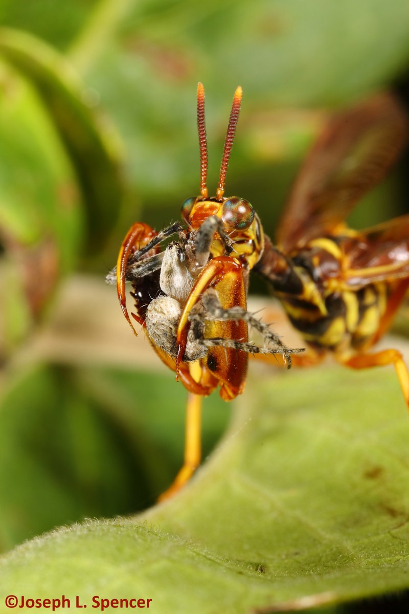 talkingrootworm's tweet image. “A girl with kaleidoscope eyes.” The eyes of the #mantidfly, #Climaciella brunnea, are bulging &amp;amp; highly colored—I’m mesmerized by them. I won’t speculate on their ability to hypnotize prey; however, as I watched, this #spider walked straight into the mantidfly’s clutches!