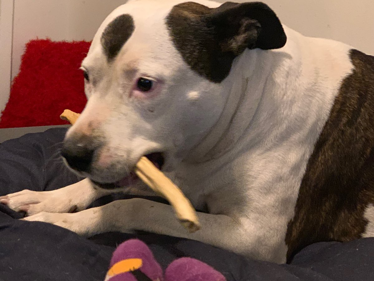 mikester's tweet photo. Just thought my twitter fam might like to meet #nobbles - my sweet and loving pit bull. https://t.co/YxjI9d9ki1