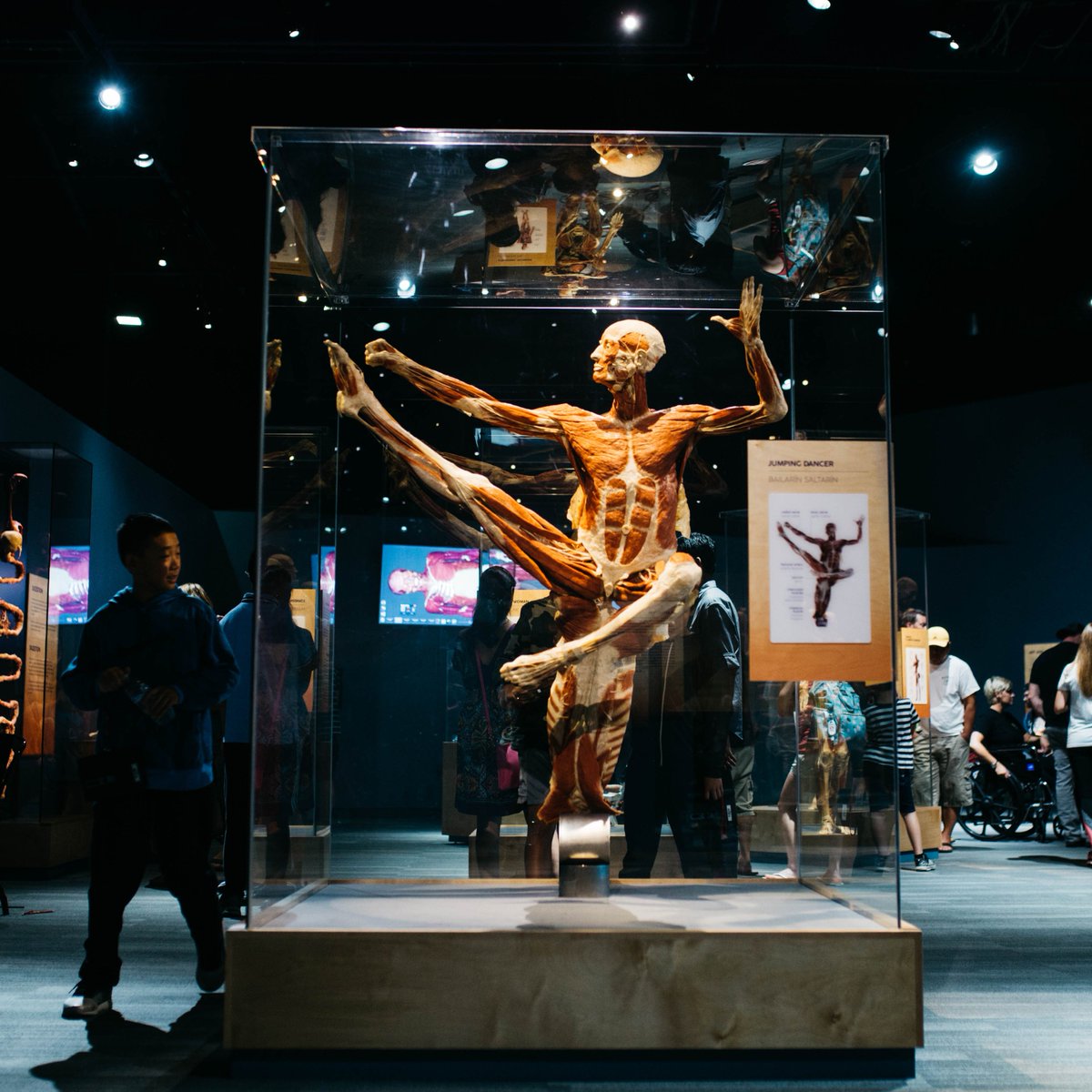 TheTechInteract's tweet photo. If you think the plastinate is mind-blowing from this angle⦠you should see it from the back.
β
#bodyworldsdecoded https://t.co/ahSBQYnXFr