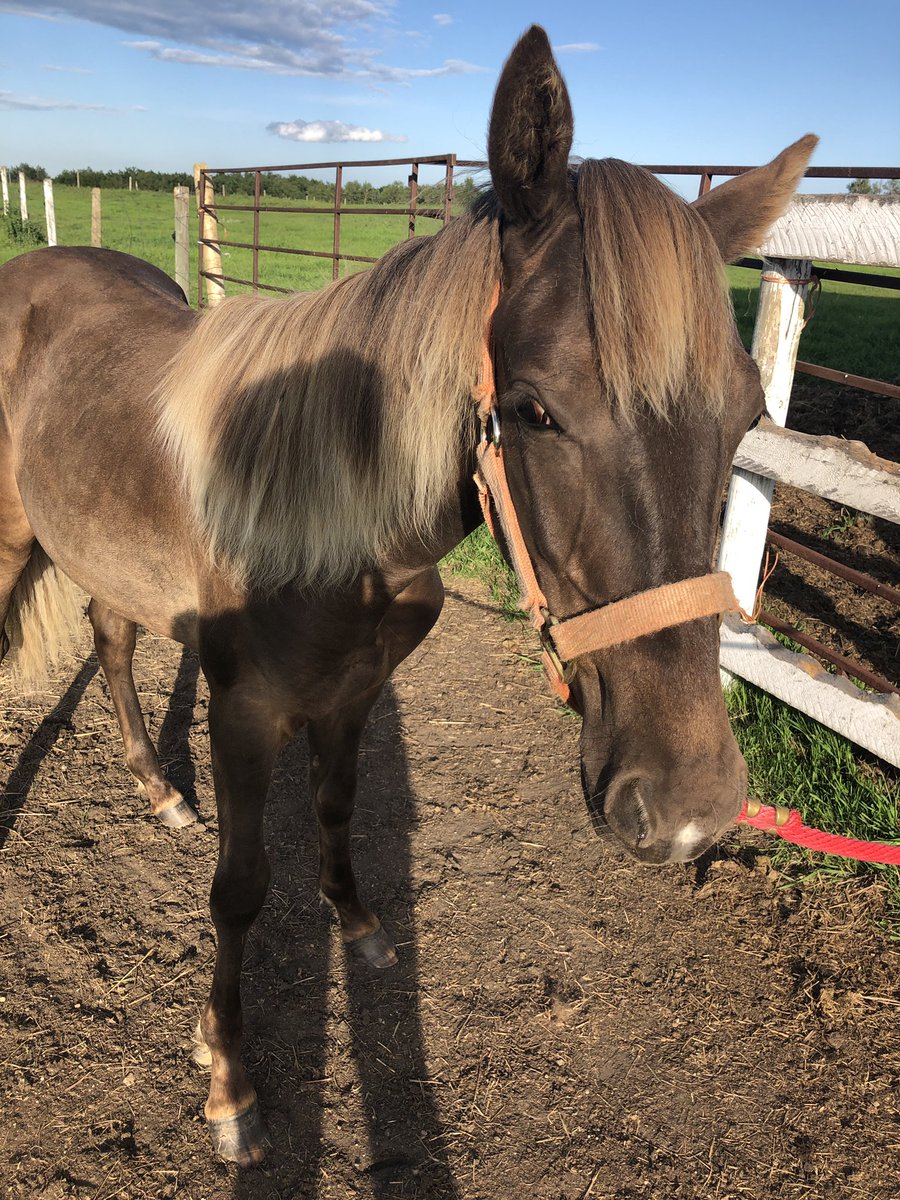 karenkitchen_'s tweet photo. Incredible day preparing this guy for some new owners. So handsome 💕💕🐴 https://t.co/OJQextX8qB