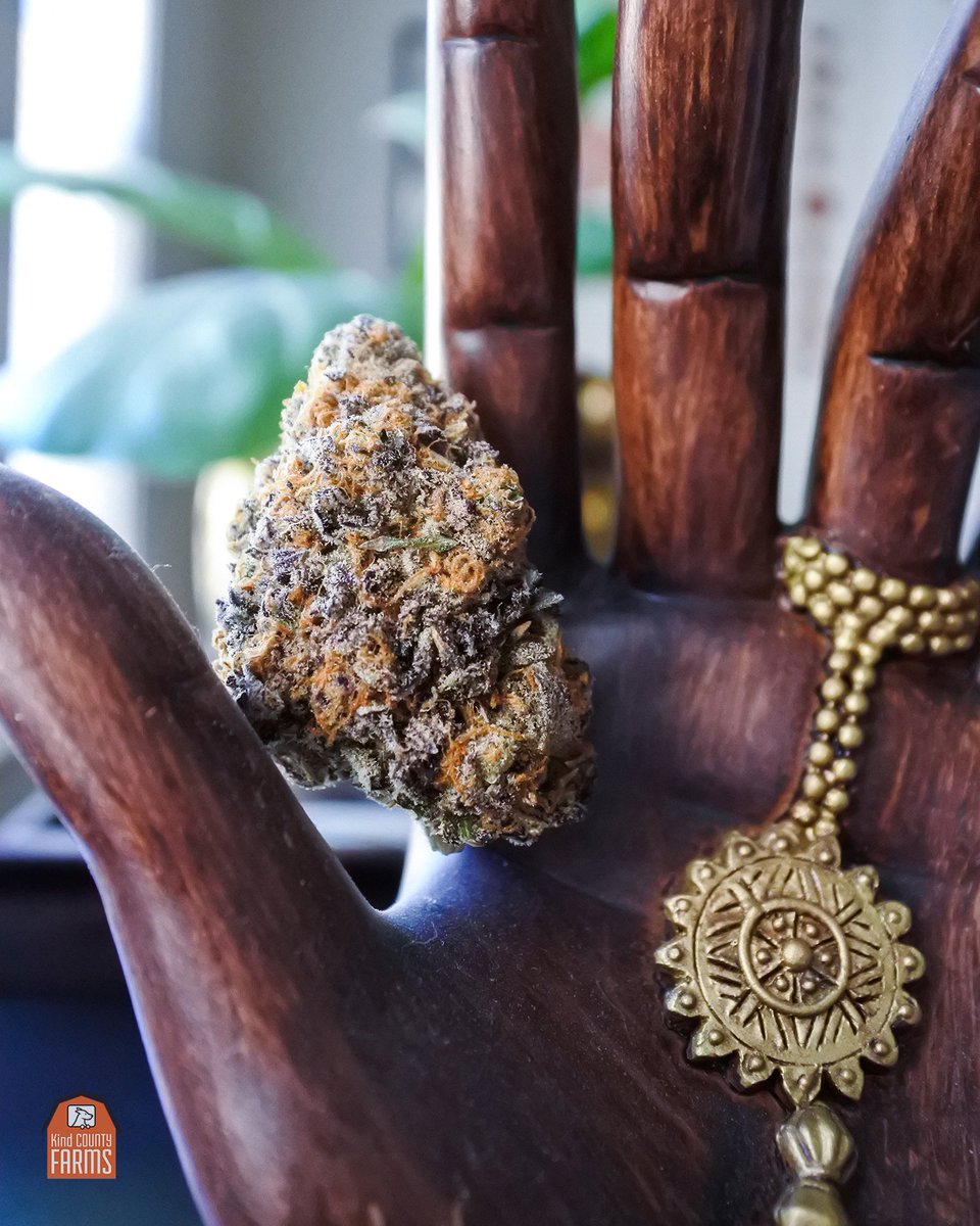 This new Purple Punch harvest is 🔥🔥😈 Go Find It Near You (Link in profile)
.
.
.
#cannabislovers #weedstagram420 #cannabis #thc #localdelivery #buylocal #bayarea #sanfrancisco #sf #SanFranciscogram #sanfranciscobayarea #outermission #excelsior #ganjalover #hightimes420