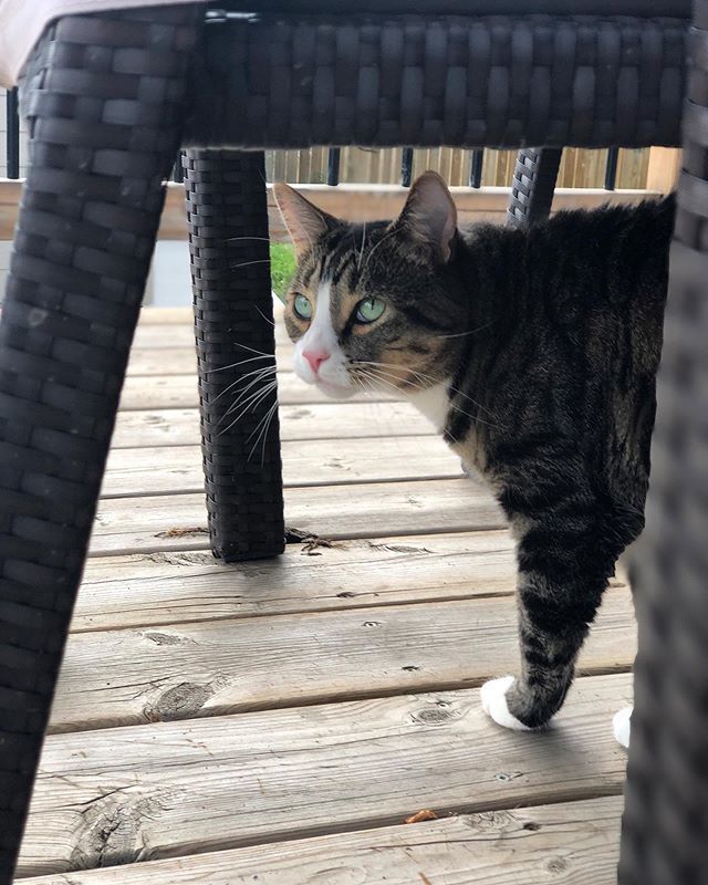 NikoandTed's tweet photo. Exploring the great outdoors 🍃 -
-
-
#tabbycat #cats #catsofinstagram #cat #of #tabby #catlover #kitty #instacat #meow #catoftheday #kitten #catstagram #instagram #adoptdontshop #tabbycatsofinstagram #caturday #pets #rescuecat #world #catmom #follow … https://t.co/r1E1N0tfJg https://t.co/04iAeO7jxT