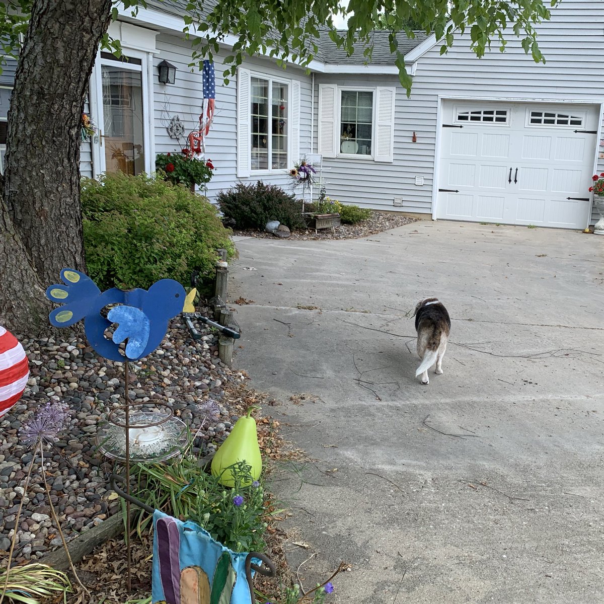 I went to the farm this weekend &amp; got to roam free, no leash! I mostly just wanted to go back inside &amp; wait for lunch.