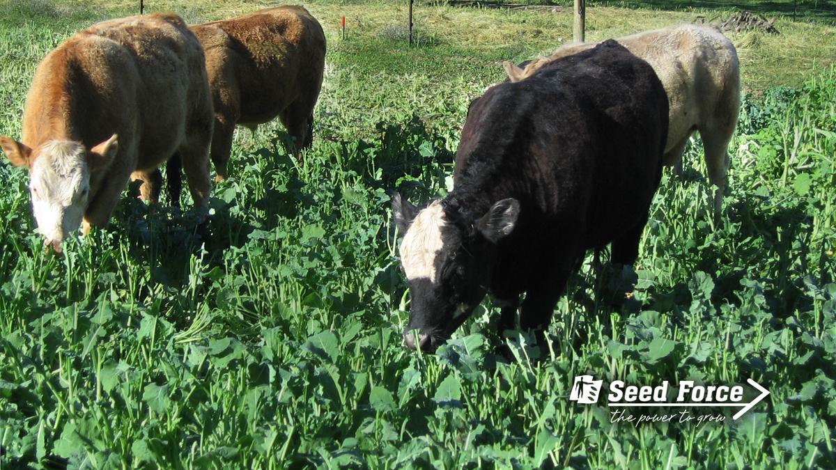 RAGTAU's tweet photo. After a high-yielding, high-quality forage rape? 🌱 SF Greenland is late-flowering, so is well-suited to sowing from late summer right through until spring. #PowerToGrow 👉  https://t.co/fUnemaqFcS https://t.co/B6zVba4Gz6