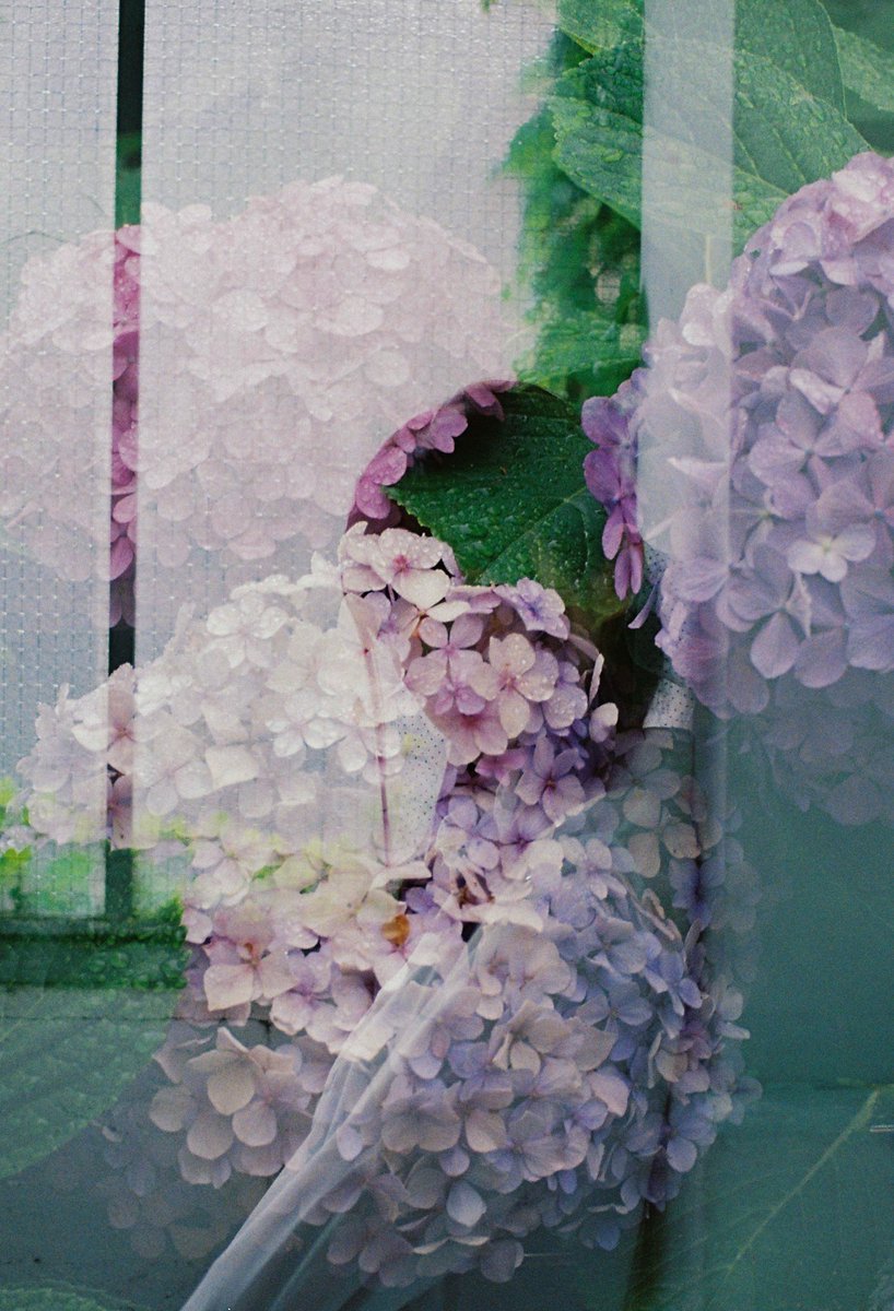 Sonnar38's tweet photo. 紫陽花

近衛りこさん(@ko_no_e )

Film: Lomography Color Negative 400
Lens: MINOLTA AF50mmf1.4

2019/06/29 近衛撮影会 1部

#近衛撮影会 #film #lomo400
#mimolta #多重露光 https://t.co/dZnA59B15T