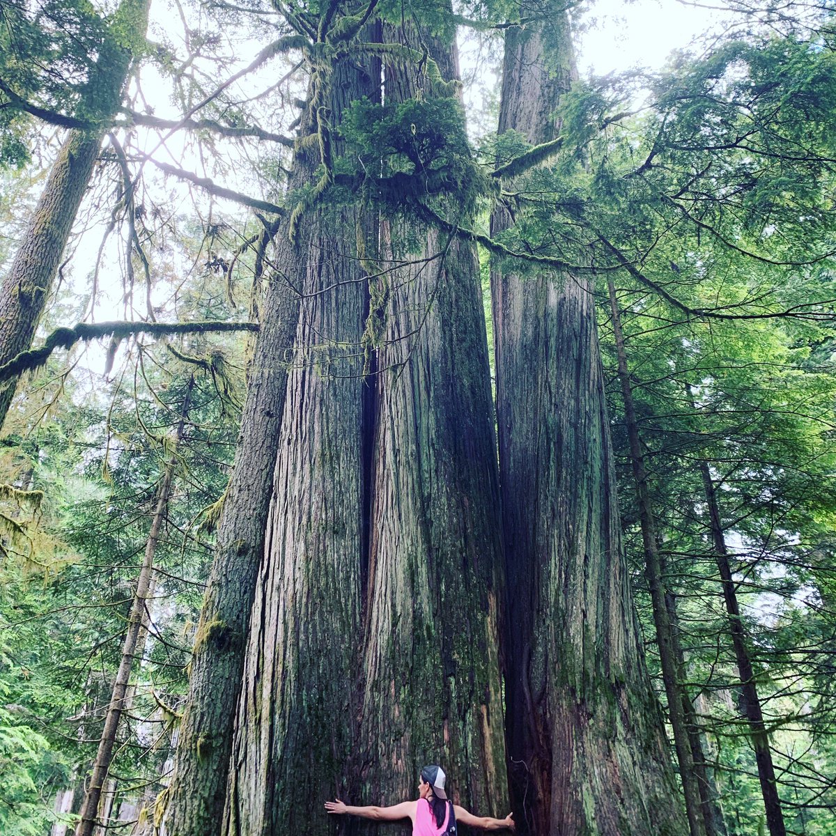 DoansCBC's tweet photo. Old Growth hike today. We truly love if a beautiful place. Love you BC!! โค๏ธโค๏ธ #BCBeer #Doans #oldgrowth #beautifulbc #smiles #goodtimes #localhikes #hugs #sundayfunday https://t.co/yeohcZmpKd