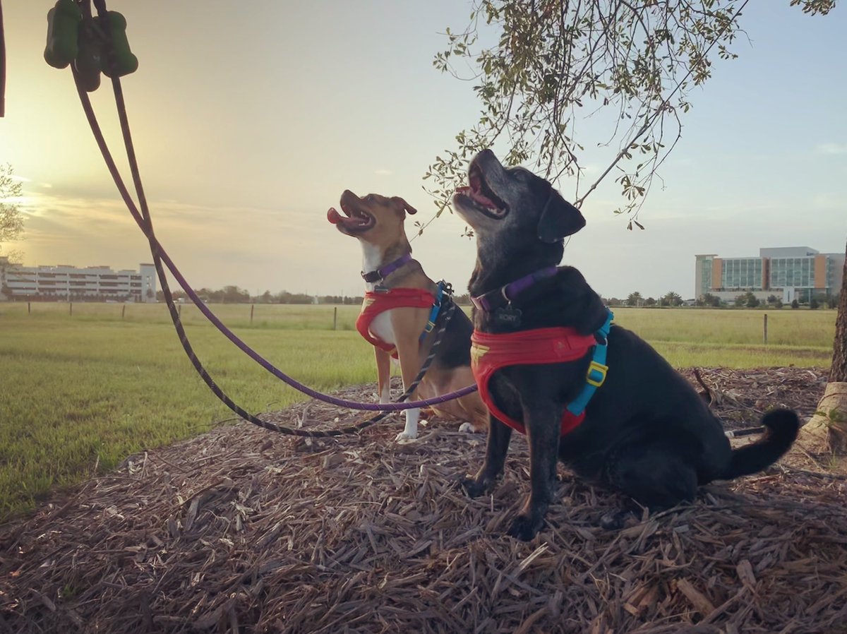 J_Glash's tweet photo. Just out here conquering fears and living their best lives on a nice long walk.
#pugglesofinstagram #chuggle #puggle #chugglesofinstagram #snugglepuggle #snugglechuggle https://t.co/AhNi5AyPxS