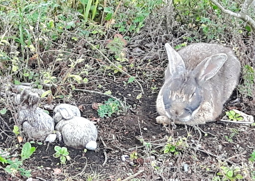 Robot111695's tweet photo. My neighbour the rabbit. Sleeping in  garden bed next to plastic rabbits.
#WhatsUpDoc
#CarrotTheif
#FurryFury https://t.co/RGpUqXqWeY