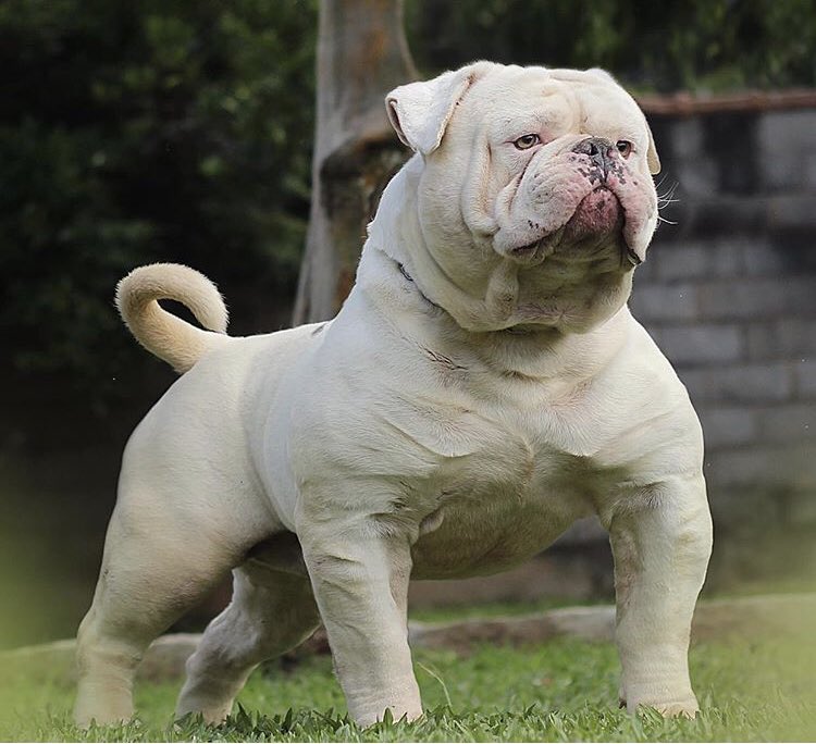bullypedia's tweet photo. Bully bulldog 😲😲😲 https://t.co/TdopuHP4J2