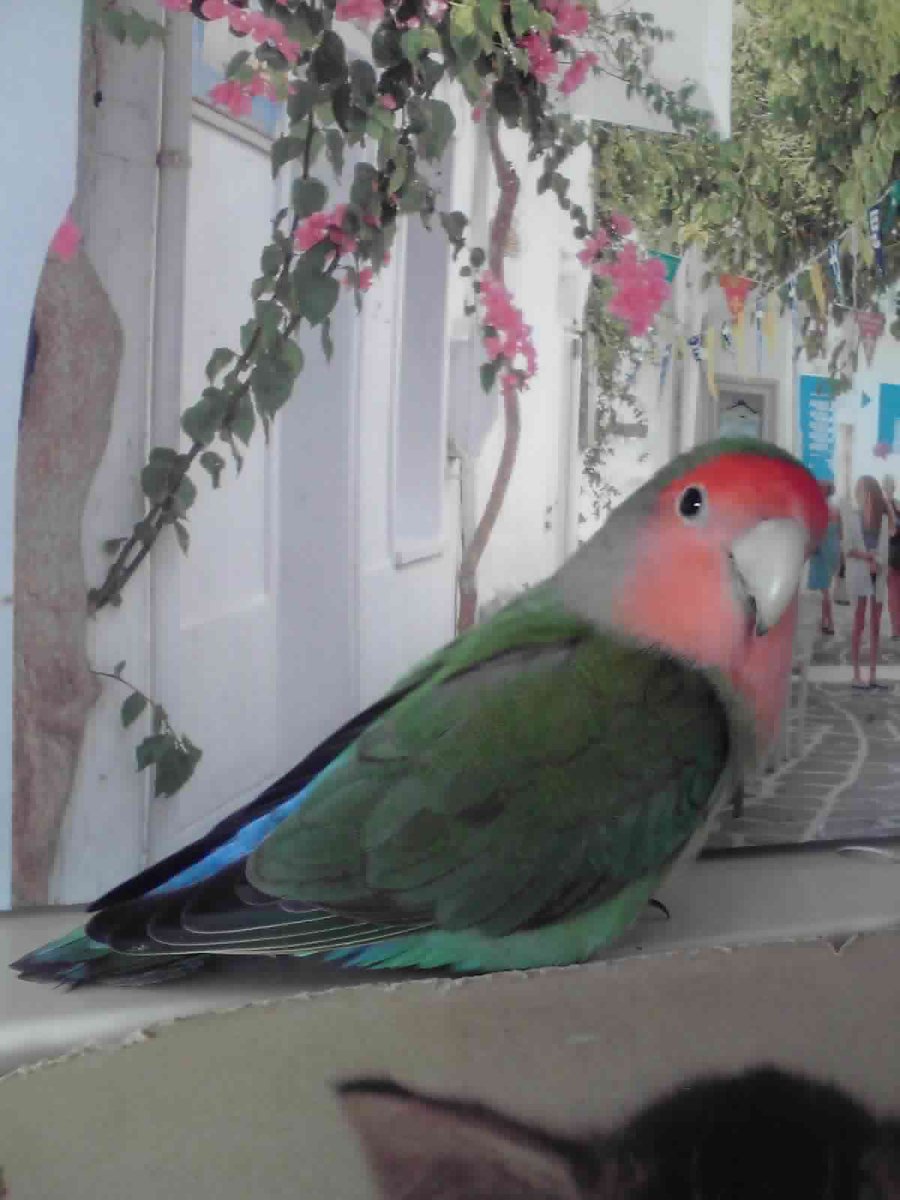 cyui0529's tweet photo. 今月7月6日お昼前、小桜インコ（ノーマル：羽は緑色　おでこは赤　尾は水色や赤）　が私の不注意で飛んで行ってしまいました。毎朝毎晩歩いて探してますが見つけられず、情報お持ちの方がいらっしゃましたら教えてください。宜しく御願いいたします。 https://t.co/326vPwXYq4