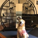 ツイートに含まれる画像