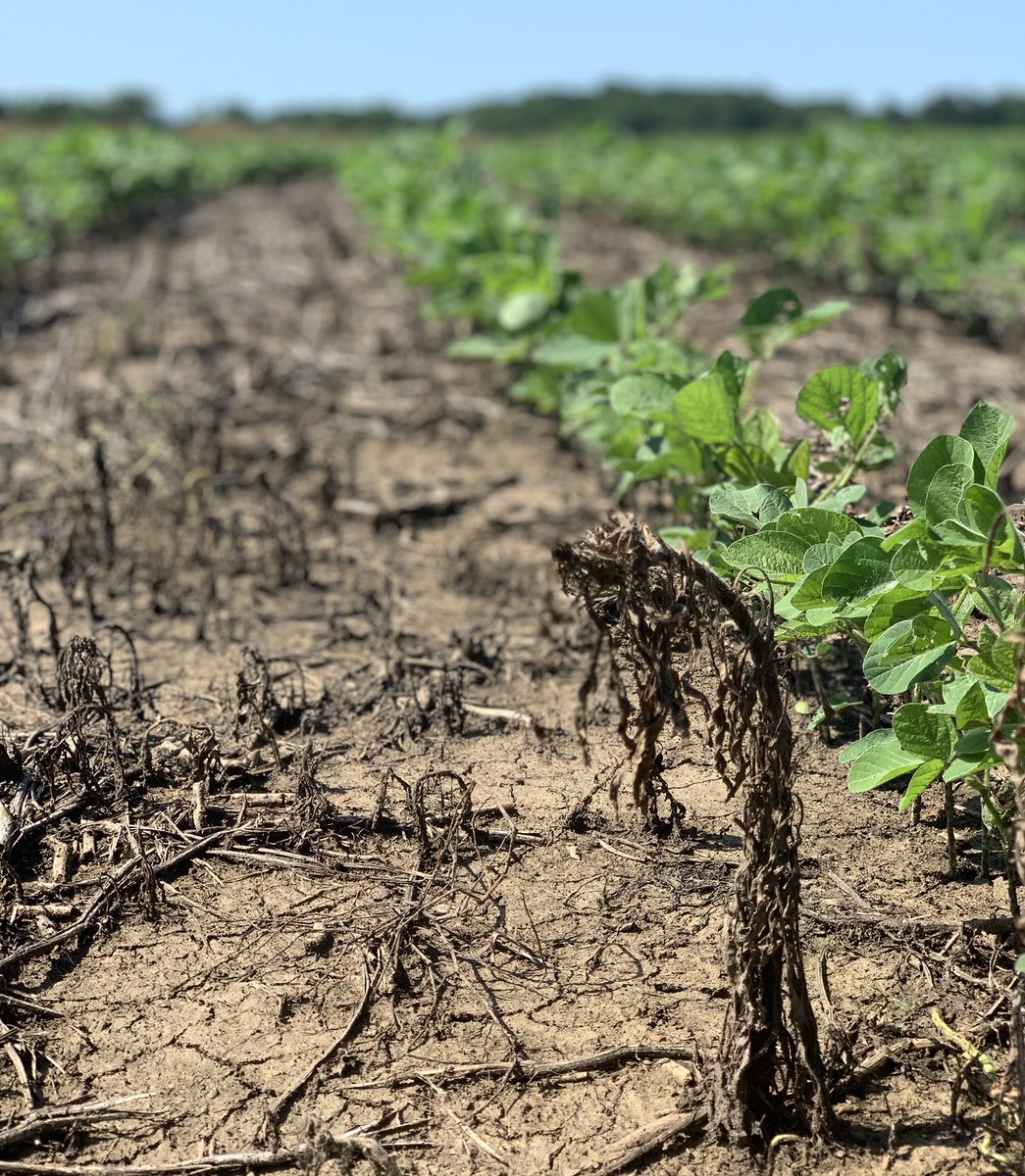 hsckansas's tweet photo. The best marestail is a dead one! Love seeing our new #Enlist technology results so far.
#EnlistOne #EnlistE3 #Mycogen #kansasag https://t.co/CyblaEfVdL