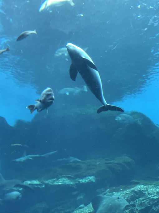 スナメリのtwitterイラスト検索結果