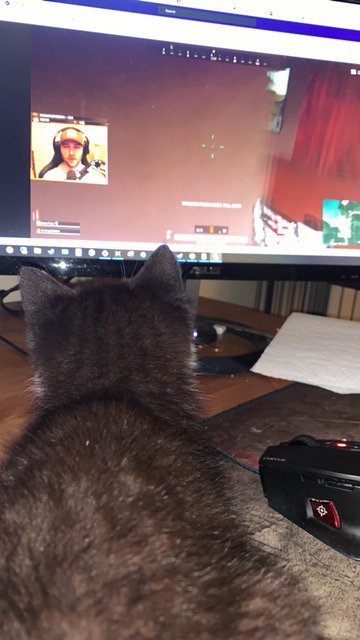SaturdayLuggage's tweet photo. @chocoTaco   Even my new kitten loves you !! https://t.co/WCKFJD0ckf