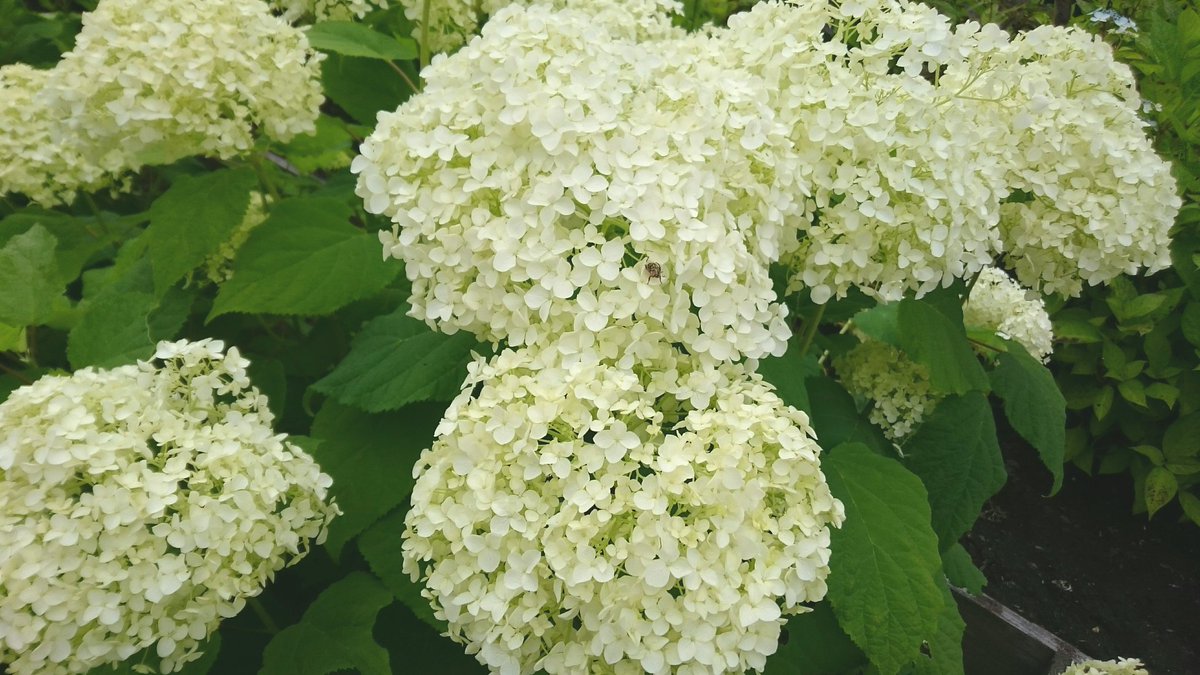 ゆめのまち A Twitter おはようございます 昨日 函館の あじさい園 へ行きました 北海道は今が見どころ時期です アナベルの花言葉は ひたむきな愛 カシワバアジサイの花言葉は 慈愛 紫陽花