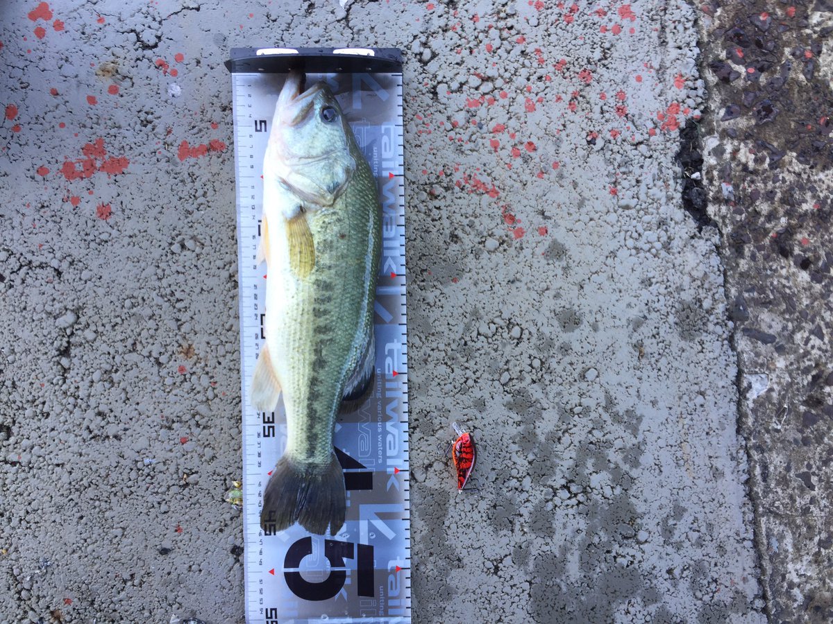 nao1326's tweet photo. さらにクランクFish追加‼︎
46cm‼︎
対岸に渡って河口のリップラップと護岸の変化で。
#八郎潟
#バス釣り
#RTO1.5 https://t.co/R03Zg8VH66