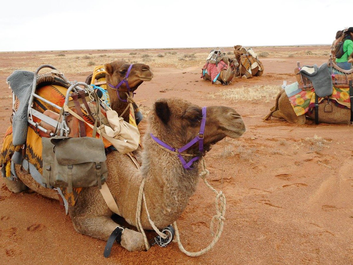 laqwalsh's tweet photo. 8 weeks before I head off with this crew again... for a whole month! By that time I want to have my scoping review drafted, my second ethics application submitted, and have made a bigger dent in my method chapter. It feels.. doable. #phdchat #phdlife #camels #outbackSA https://t.co/Mq1dpOyzm4