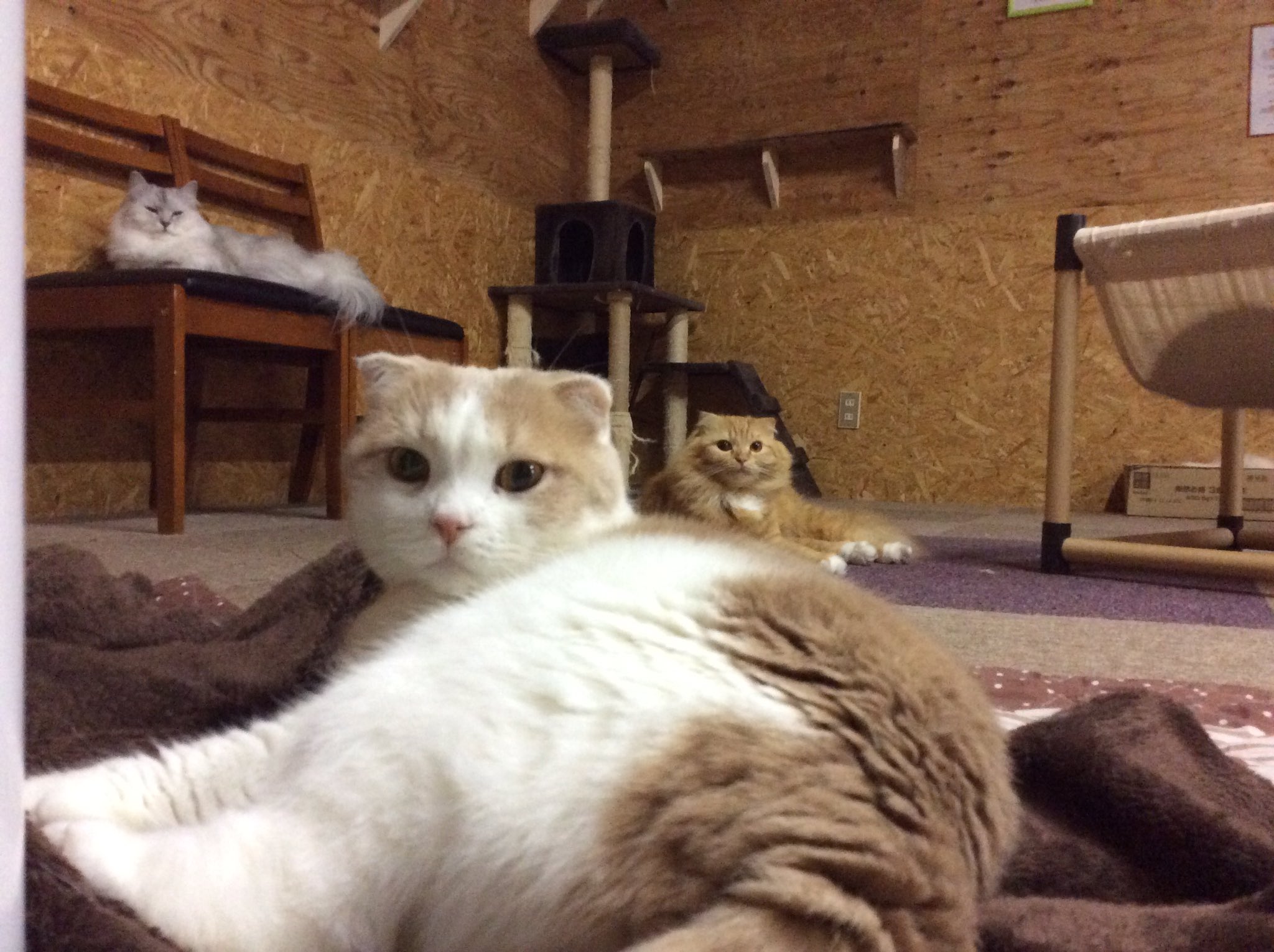 小田原猫カフェねこのいえ Espoirkk Twitter