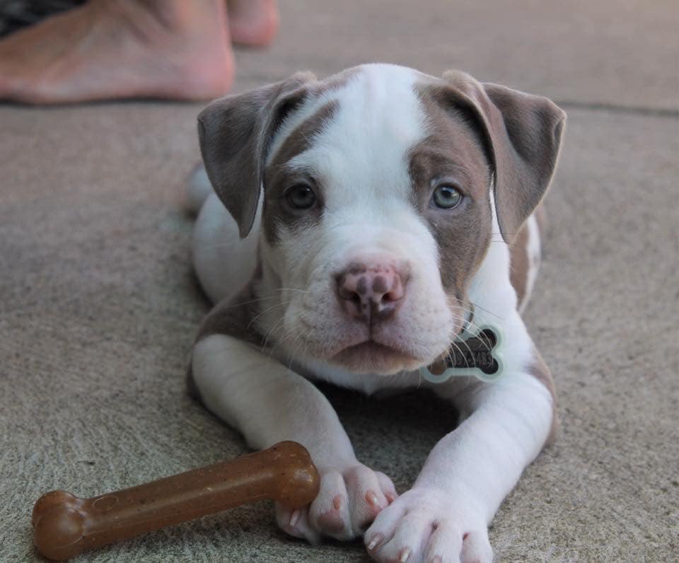 CLEDOGmag's tweet photo. Here's looking at you, Monday! 👀
Say hello to rescue pooch, Porter! 🐕👋
#Monday #RescueDog #DogEyes #DogWithBone #CLEDog https://t.co/MZAuuOjISw