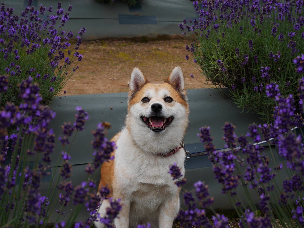 山辺 ট ইট র অন সন ধ ন