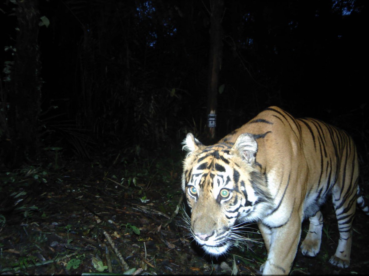 ConserveWildCat's tweet photo. #MondayMotivation Discover our project in Kerinci Seblat National Park the 2nd largest national park in Southeast Asia, covering approx 1.35m hectares and critical habitat for the endangered Sumatran tiger. #sumatra  #MelatiLegacy https://t.co/nAFCz6oBq9 @FaunaFloraInt https://t.co/R4wNaD9nNb