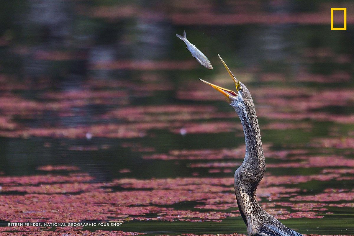 NatGeo's tweet photo. Help us caption this image by #YourShot photographer Ritesh Pendse: https://t.co/RE4VzUBIwa https://t.co/oekoVJUOX1