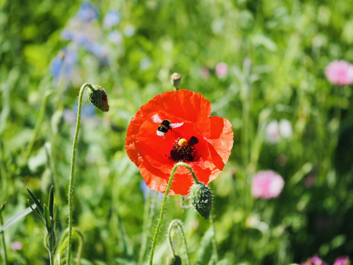 Susmita663's tweet photo. Good morning eveyome. Let’s start the day with a quote:  “Somewhere beyond right and wrong, there is a garden. I will meet you there.”  That’s Rumi of course. Here’s a wildflower garden on a @THHomes  housing estate in Bethnal Green. #UKHousing #Almos https://t.co/XsqGkqcZT2