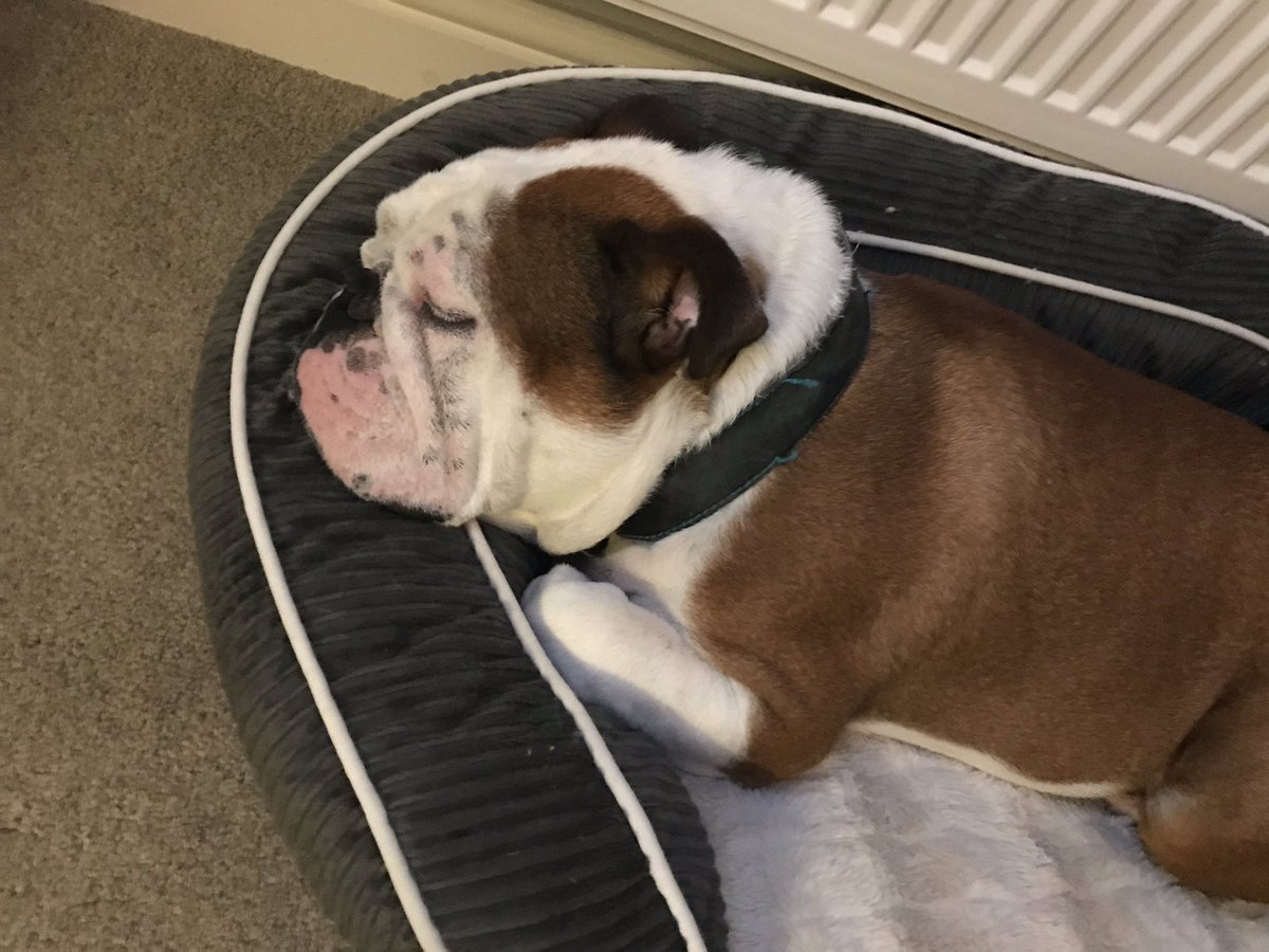 bulldog_harry's tweet photo. Itβs another #NewBedDay for me as Iβve #Humped #Chewed and #Peed all over the old one! #BadHarry #HarryTheBulldog #WoofWoof πΎπΆ #Bulldog https://t.co/RYBQ1tDvlN
