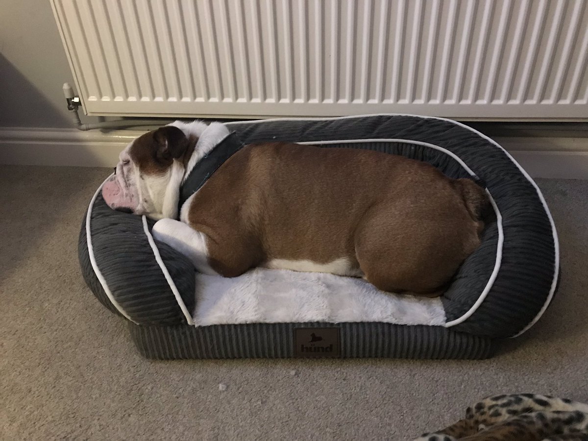 bulldog_harry's tweet photo. Itβs another #NewBedDay for me as Iβve #Humped #Chewed and #Peed all over the old one! #BadHarry #HarryTheBulldog #WoofWoof πΎπΆ #Bulldog https://t.co/RYBQ1tDvlN
