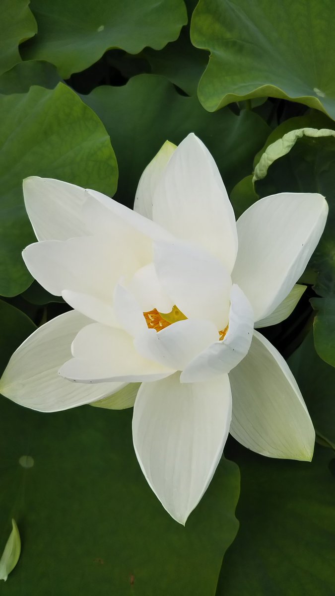 こりく 夢前のヤマサ蒲鉾の隣の蓮池 蓮の花をこんなにたくさん見たのはじめてかも 帰りはもちろんヤマサの天ぷら買って帰りました ハスの花 夢前 ヤマサ蒲鉾 おいしい