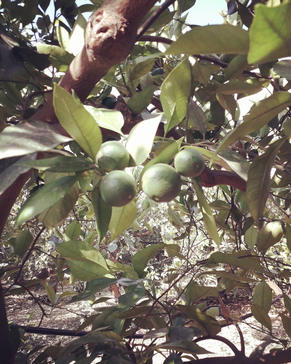 ArSicula's tweet photo. Le nostre #arance di #sicilia continuano il loro sviluppo🍊

#sicilia #italia #arsiculadoyou #arsicula https://t.co/Gf1VSMeTnD